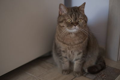 Portrait of cat sitting on table at home