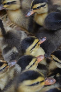 Full length of a bird