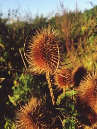 Close-up of thistle against sky