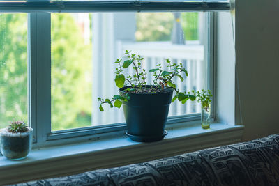 Close-up of potted plant on window sill