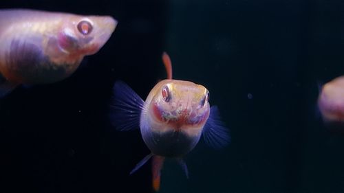 Close-up of fish swimming in sea