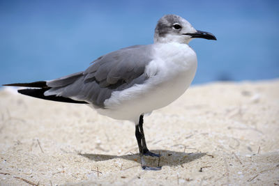 bird