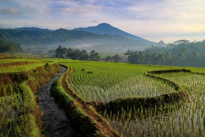 Scenic view of agricultural field against sky