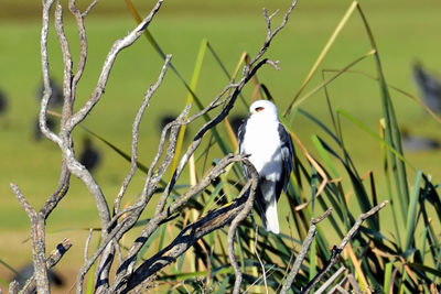 Bird perching on a branch