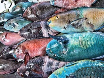 Close-up of fish for sale