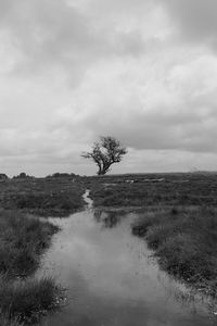 Scenic view of trees on field against sky
