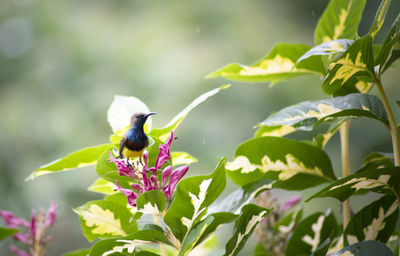 Bird perching on flower