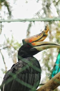 Low angle view of bird perching on branch