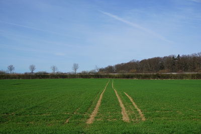 Scenic view of agricultural field against sky