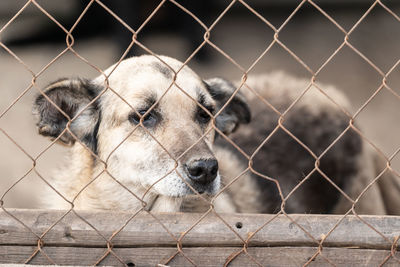 View of dog seen through chainlink fence