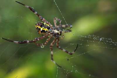 Close-up of spider on web