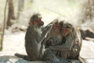 Monkeys huddled together