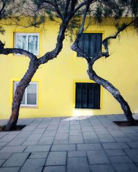 Frontal view of building with symmetrical trees and windows