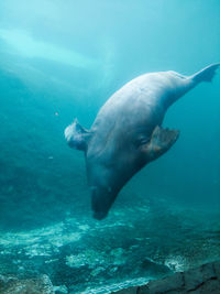 Low section of woman swimming in sea