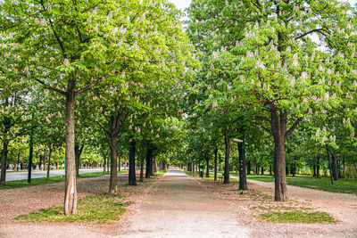 Footpath amidst trees in park