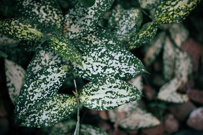 Close-up of succulent plant leaves