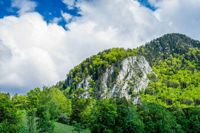 Scenic view of trees against sky