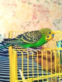 Close-up of parrot in cage