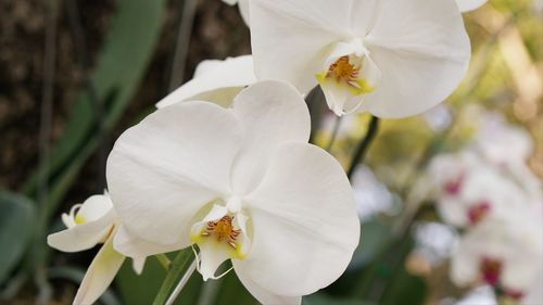 Close-up of white flowering plant