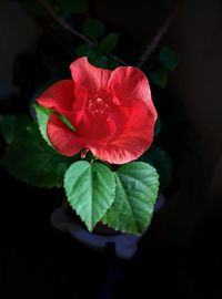 Close-up of pink flower blooming outdoors