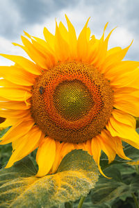 Close-up of sunflower