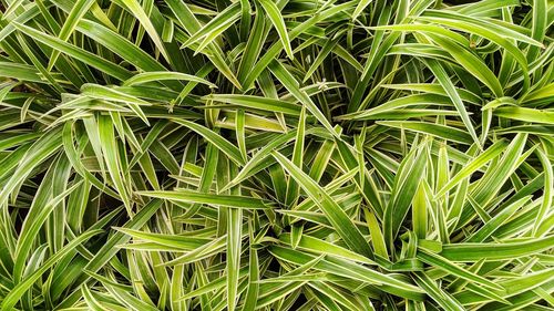 Full frame shot of fresh green plants