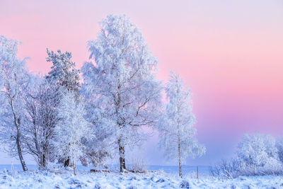 Trees on snow covered landscape against sky during sunset