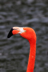 Flamingo profile