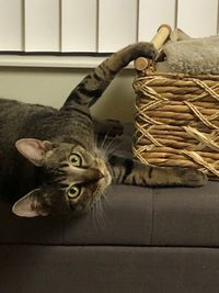 Portrait of cat relaxing at home