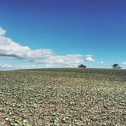 Scenic view of landscape against blue sky