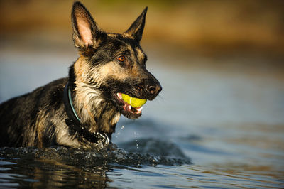 Close-up of german shepherd with ball in lake