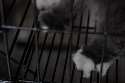 Close-up of cat in cage