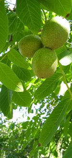 Close-up of fruits growing on tree