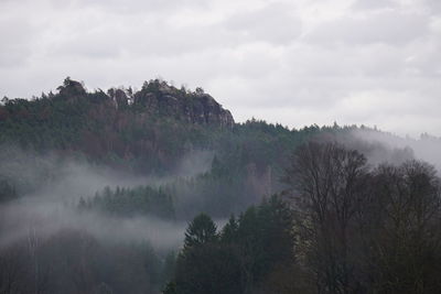 Panoramic view of trees against sky