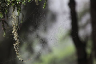 Close-up of spider web on tree