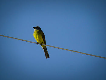 Low angle view of bird perching on cable against sky