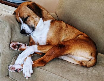 Dog sleeping on sofa at home