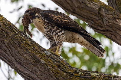 Low angle view of bird perching on tree