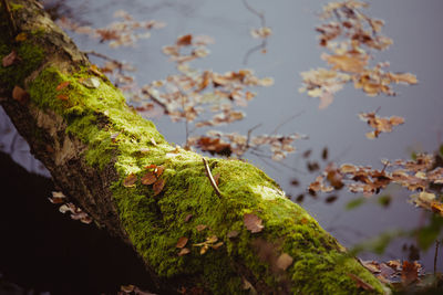 High angle view of moss on tree branch