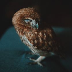 Close-up of bird