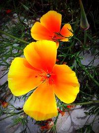 Close-up of yellow flower