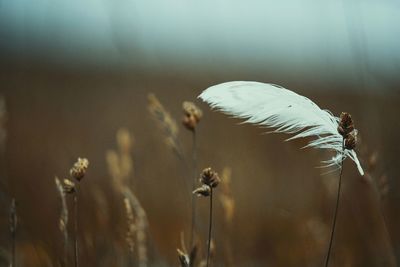 Close-up of white feather in the fields 