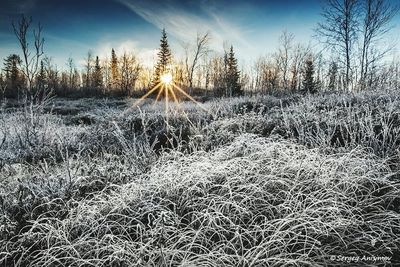 Plants on field against sky during winter