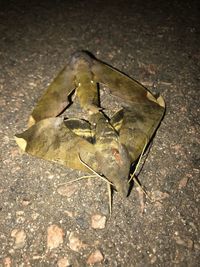 High angle view of dry leaf on street