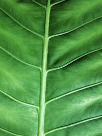 Full frame shot of green leaves