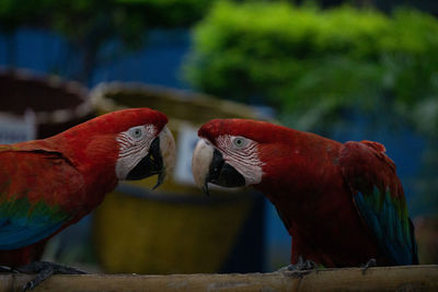 Two birds perching on a tree