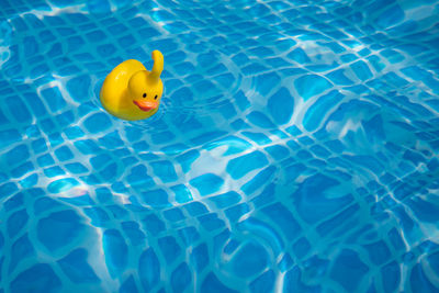 High angle view of yellow rubber duck in swimming pool