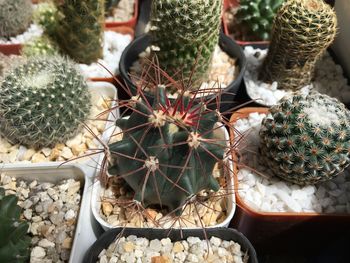 High angle view of cactus in potted plants