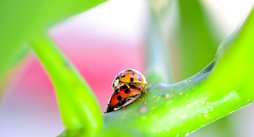 Close-up of ladybug on leaf