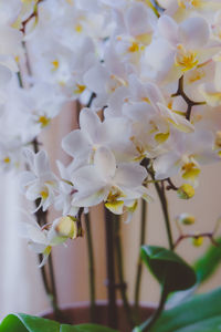 Close-up of white flowers